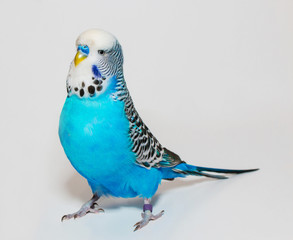 Blue wavy parrot on white background