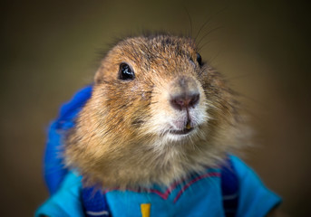   The face of  prairie dog.