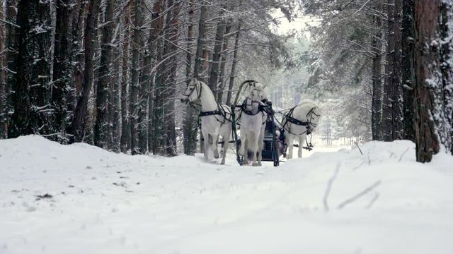 Russian Troika of horses. Three white horses in harness pulling a sleigh in the winter forest. Slow motion. HD