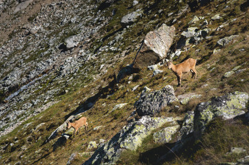 Young female alpine Capra ibex with a cub looking at the camera and standing on the high rocks stone in Dombay mountains against the rocks. North Caucasus. Russia