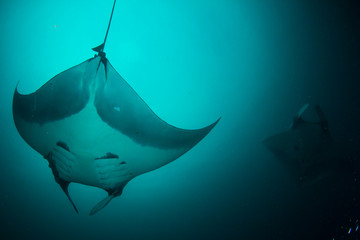 Manta Ray underwater. Scuba dive with Oceanic Mantas 