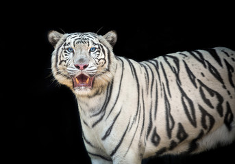 White Siberian tiger on a black background.