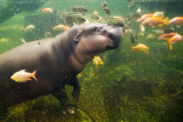 Dwarf hippos play with fish.