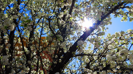 cherry tree in spring, adelaide, australia