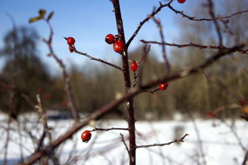  Plants in the snowy forest. Red berries and grass in winter against the backdrop of snow cover in a snowy winter in the forest. Rosehip and grass in winter covered with snow. 