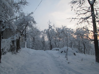 Snow-covered forest