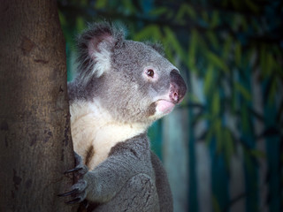 Koala on the tree.