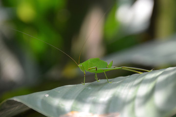 Macro photo of a big green locust with a long mustache on a green leaf in the sunlight with a blurred background.