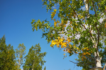 early autumn