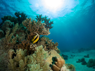 Fototapeta na wymiar seabed with underwater life