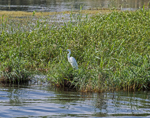 Little egret stood in water reeds of river marshland