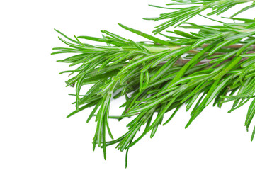 fresh rosemary bunch isolated on white background