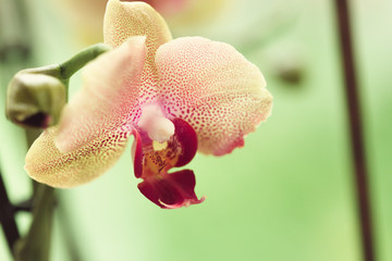 Branch of blooming pink orchid close up