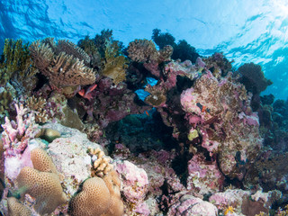 Plakat seabed with underwater life
