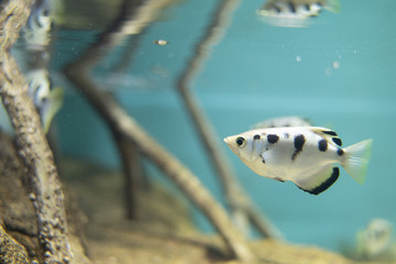 テッポウウオ Toxotes jaculatrix