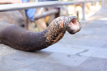 Elephant's trunk searching for food