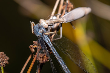 mantis and dragonfly on a blade of grass