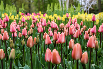 pink tulips ready to open in the garden with yellow buds at the back in spring