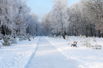 View of the park alley, surrounded by snow-covered trees on a winter day.