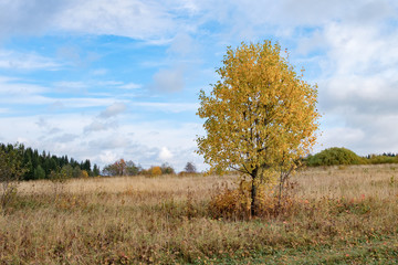 Obraz premium tree in a clearing in autumn with yellow leaves, blue sky with white