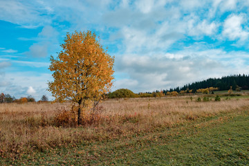 against the blue sky tree with yellow foliage