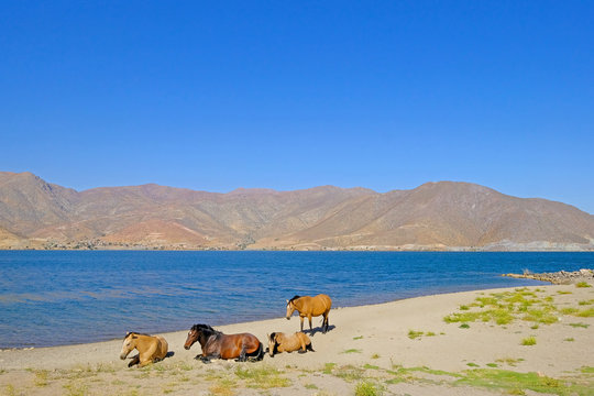 Wild horses at the dam of the Embalse Puclaro lake, Vicuna, Elqui valley, Chile, South America - Powered by Adobe