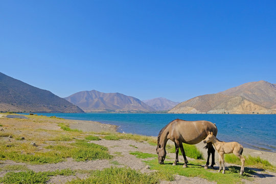 Wild horses at the dam of the Embalse Puclaro lake, Vicuna, Elqui valley, Chile, South America - Powered by Adobe