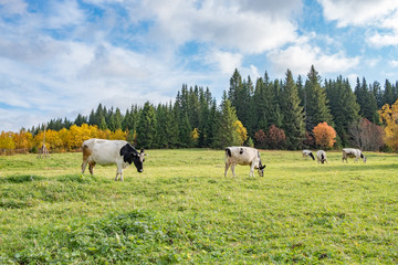 large black and white cow in the foreground in the meadow, autumn trees against the blue sky.