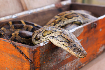 Close-up snake portrait in box