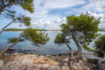 Strong trees at the beautiful coast of Croatia, clear blue water