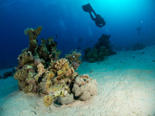 seabed with underwater life
