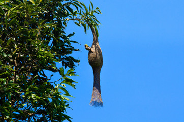 hanging nest of little bird on tree