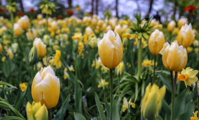 Single yellow tulip in focus in a field of yellow tulips