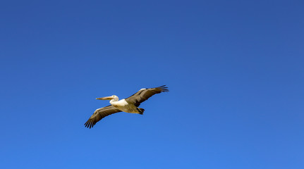 pelican flying in the solitary blue sky