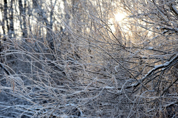 Winter forest in the evening lit by the sun as a background