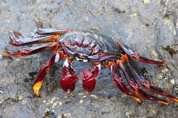 rote_Klippenkrabbe