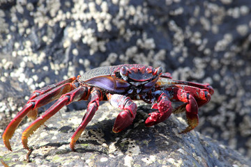 rote_Klippenkrabbe