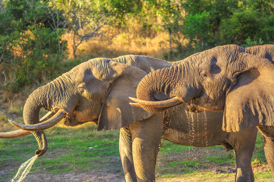 Fototapeta Closeup of two elephants drinking at a waterhole in Tembe Elephant Park, located in KwaZulu-Natal, South Africa, at the reserve between Zululand and Mozambique, home to Africa's largest elephants.