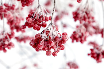 Red viburnum berries.