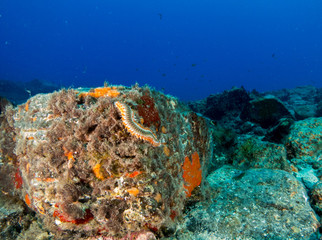 seabed with underwater life