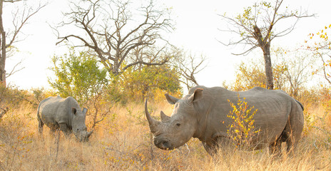 African White Rhino in a South African Game Reserve