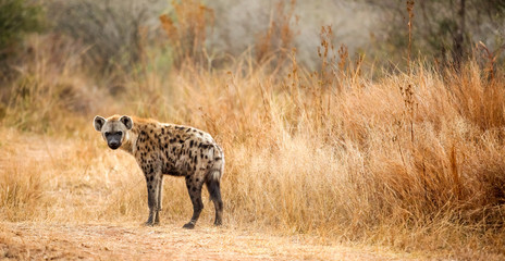 Naklejka na ściany i meble African Spotted Hyena on a South African Safari