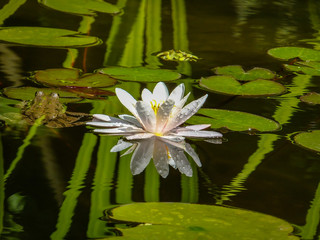 Beautiful white water lily or lotus flower Marliacea Rosea is reflected in black mirror of the pond with reflections of green leaves. Big frog sits on a leaf to the left of nymphaea. Selective focus.