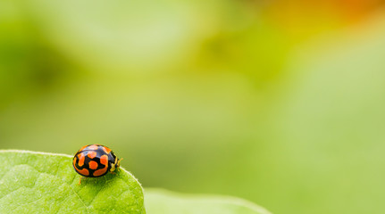 Orange Ladybug close up on a green leaf