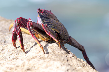 TIERE_6272_rote_Klippenkrabbe