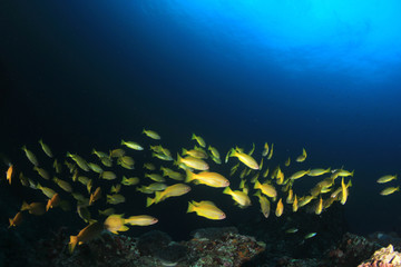 Fototapeta na wymiar Fish on coral reef. Snapper fish in Thailand 