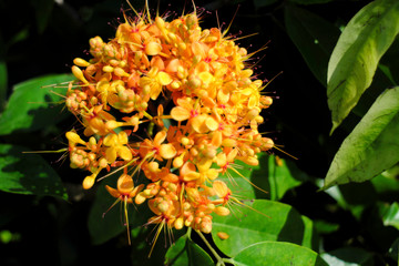 orange flowers behind the leaves are green and comfortable.