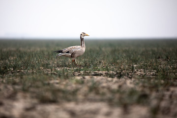 Fototapeta premium Bar-headed goose (Anser indicus) at Manglajodi, Odisha, India