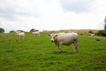Fototapeta premium Mutterkuhhaltung Charolais Rinder auf der Weide - AGRARMOTVE