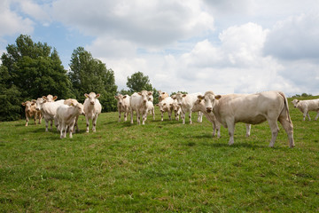 Fototapeta na wymiar Mutterkuhhaltung Charolais Rinder auf der Weide - AGRARMOTVE